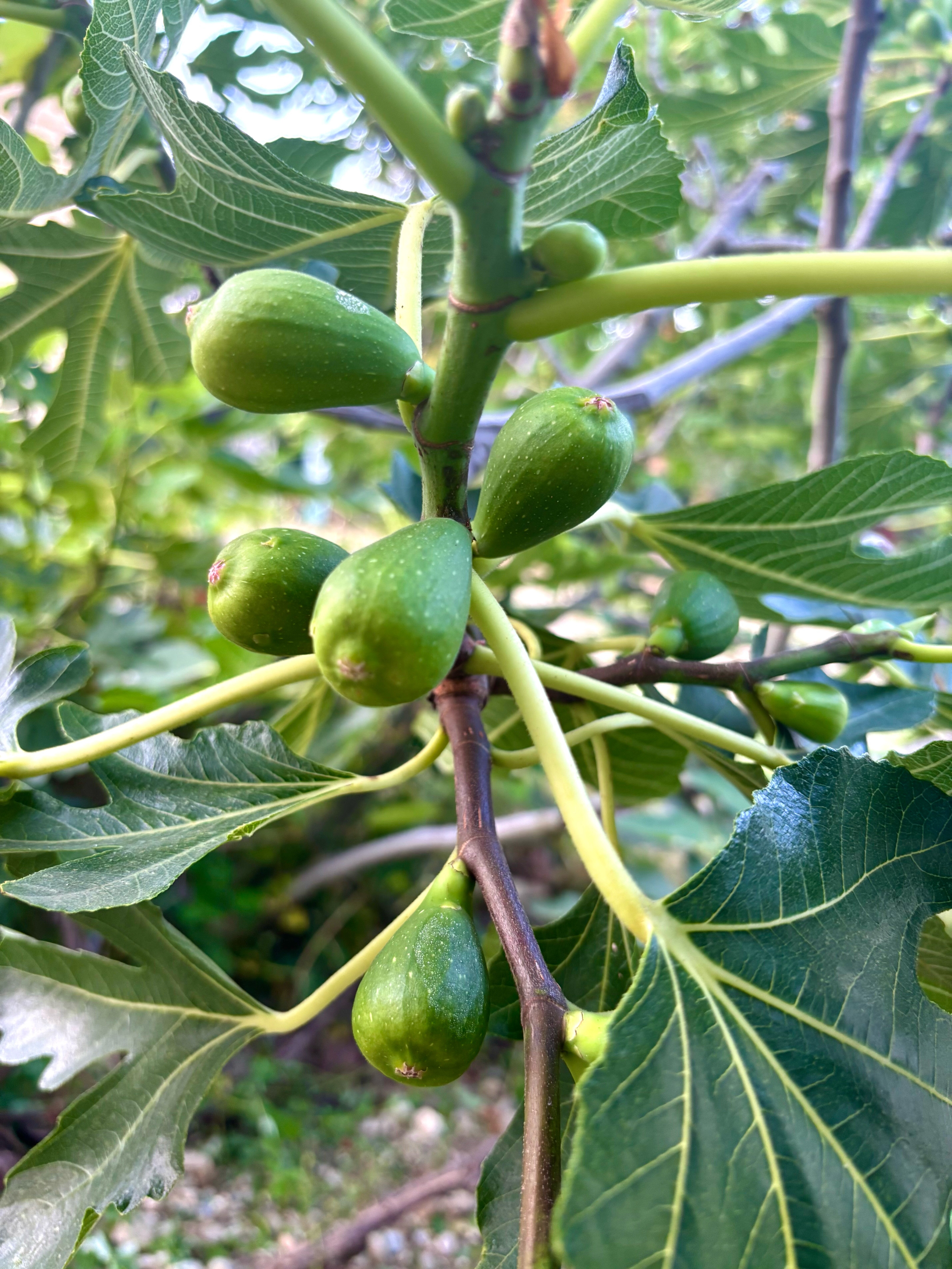 Фото 2 Перца