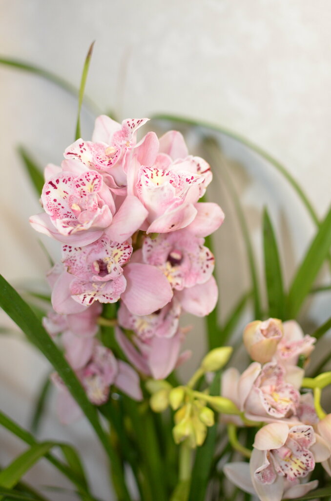 Александр Иванов