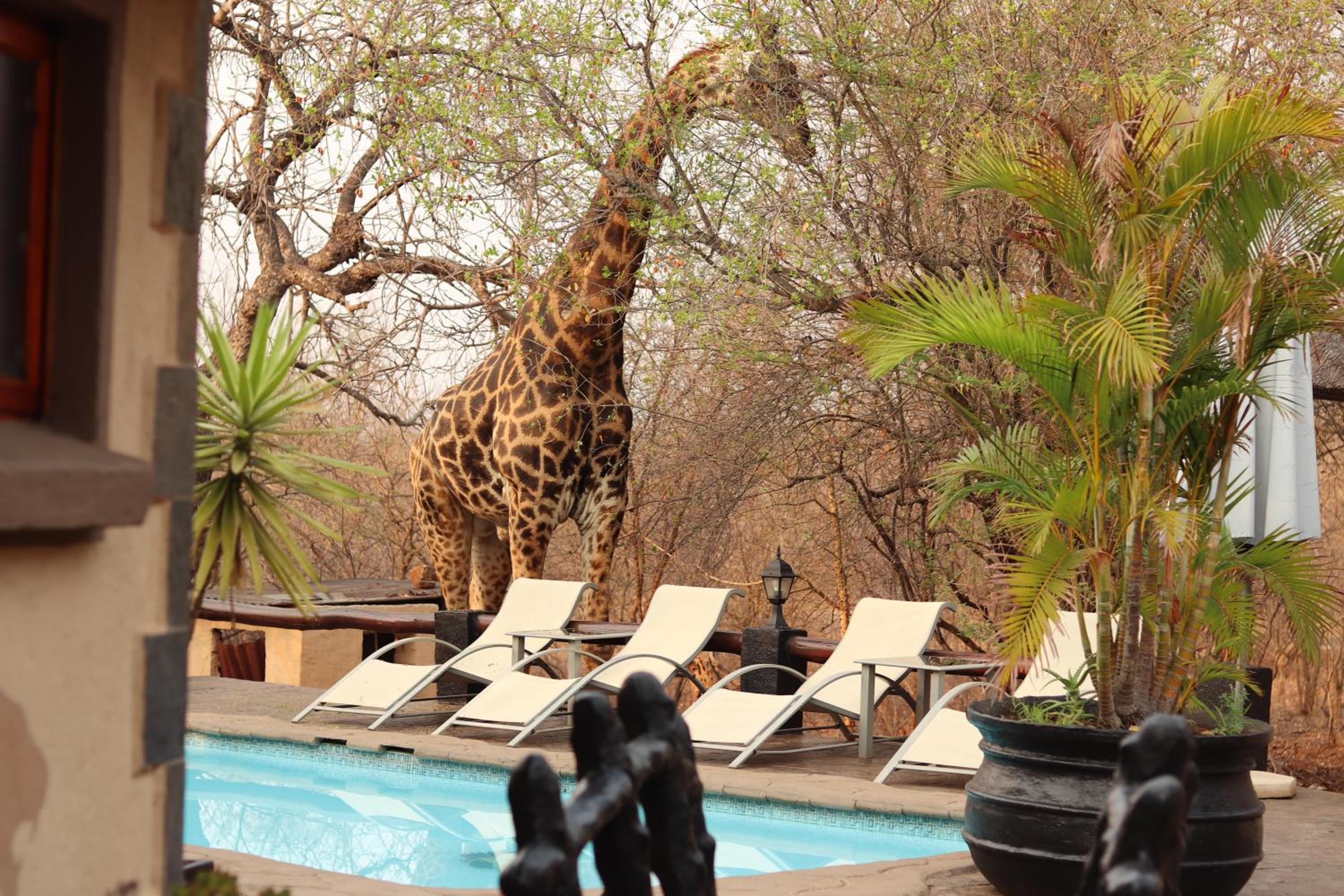 Фото African Rock Lodge