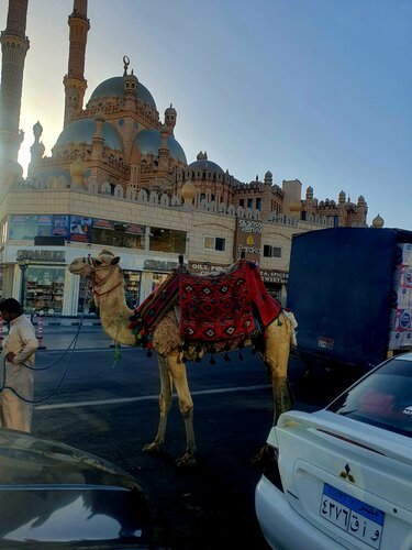 Внешний вид отеля Falcon Naama Star в Шарме эше Шейхе, фото 5