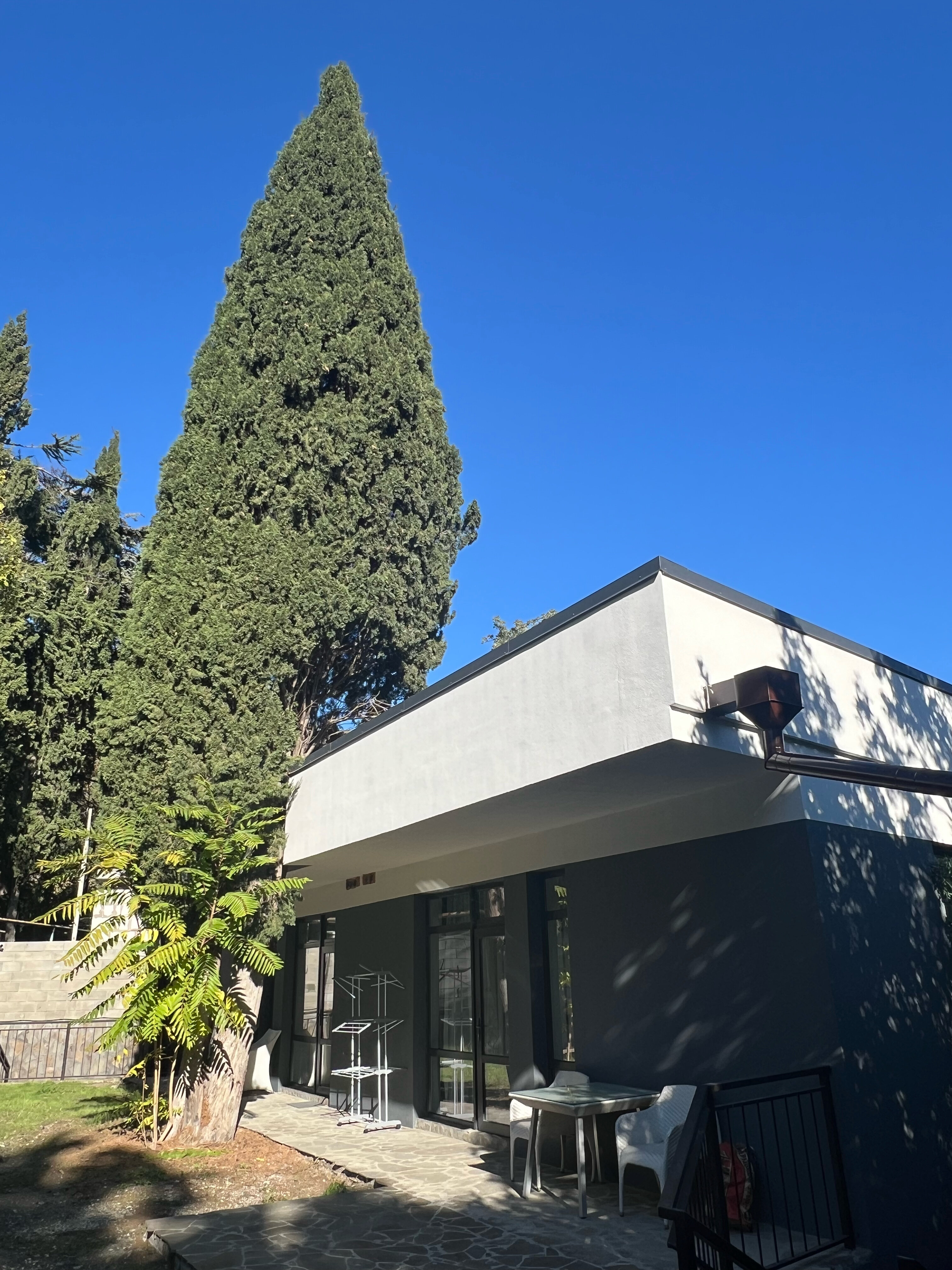 Фото Кипарис