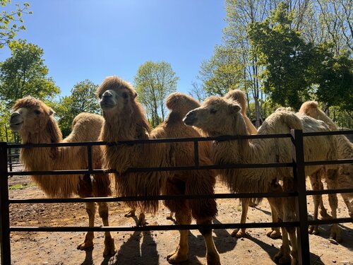 Zoo Camel Ranch, , foto
