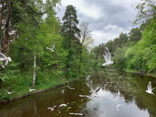 Гостиница Черничный Берег в Сестрорецке