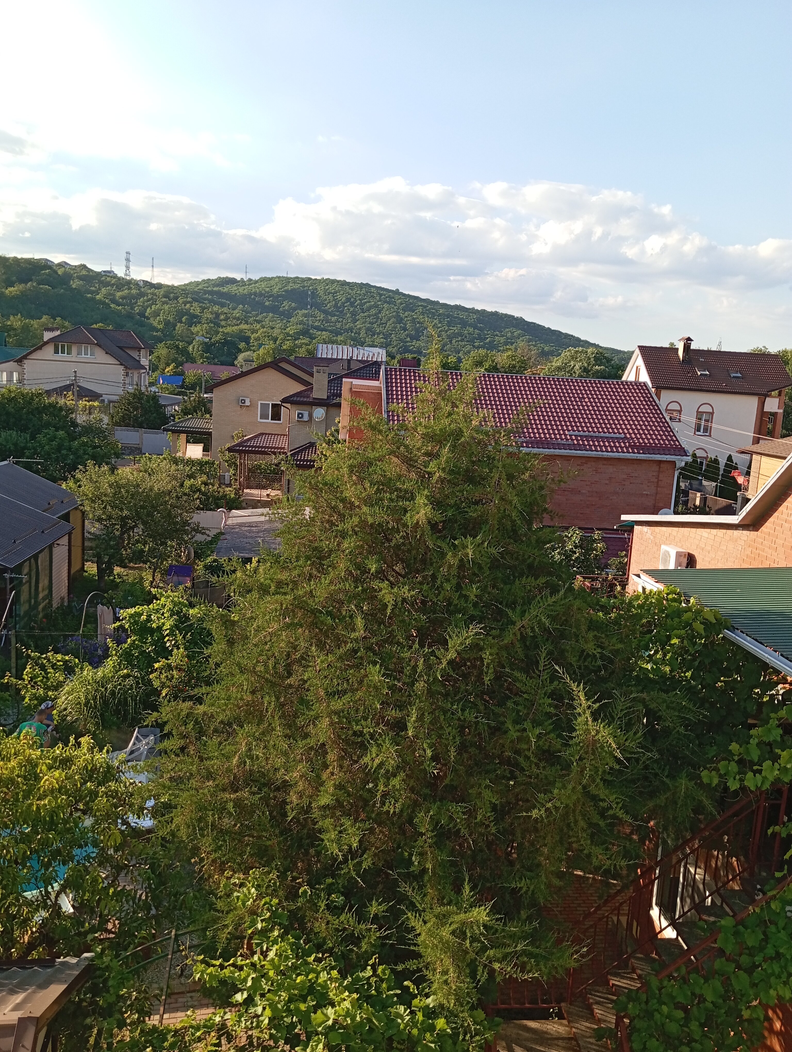 Фото Серебристая Чайка