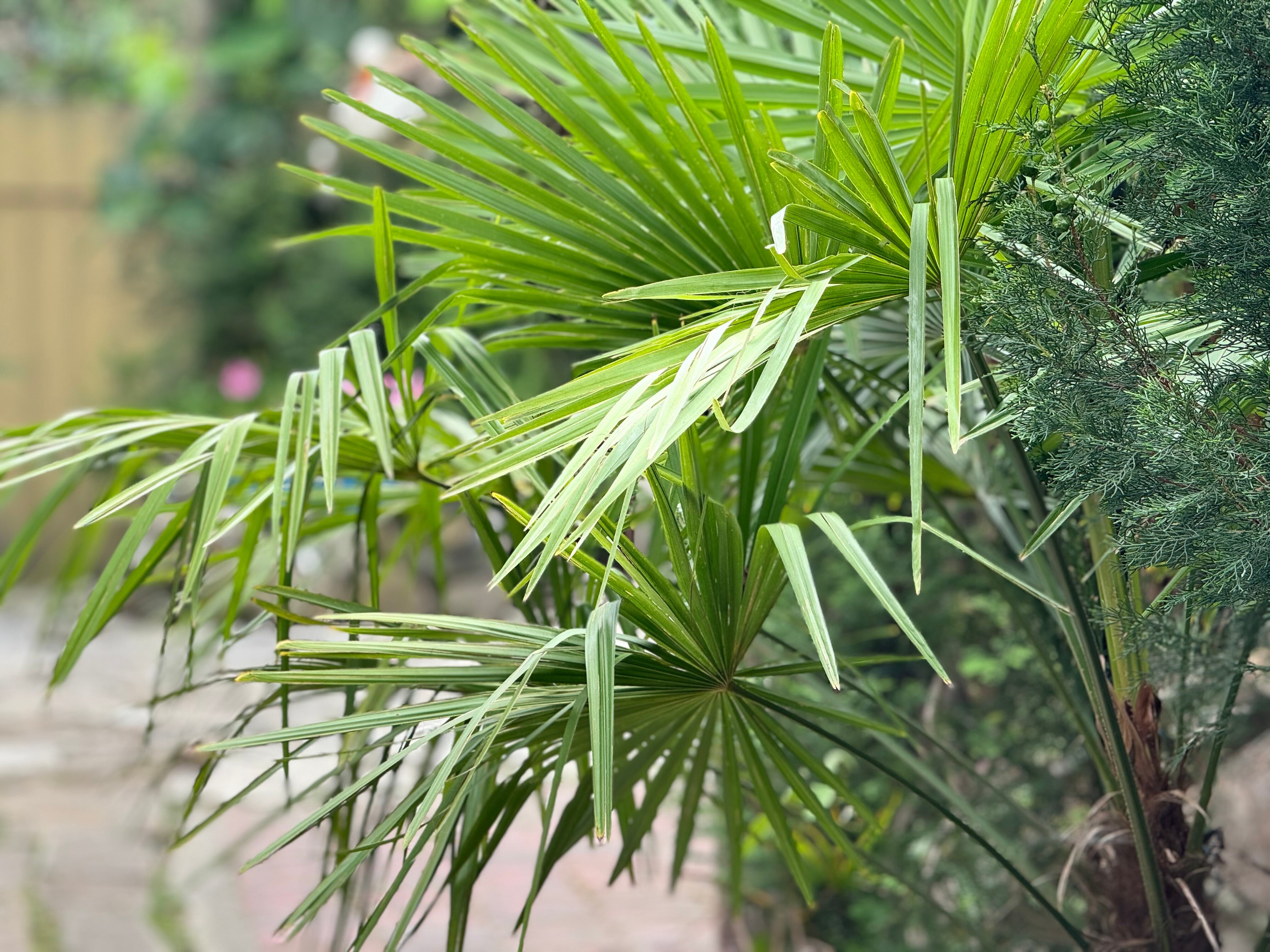 Фото Hotel Damir