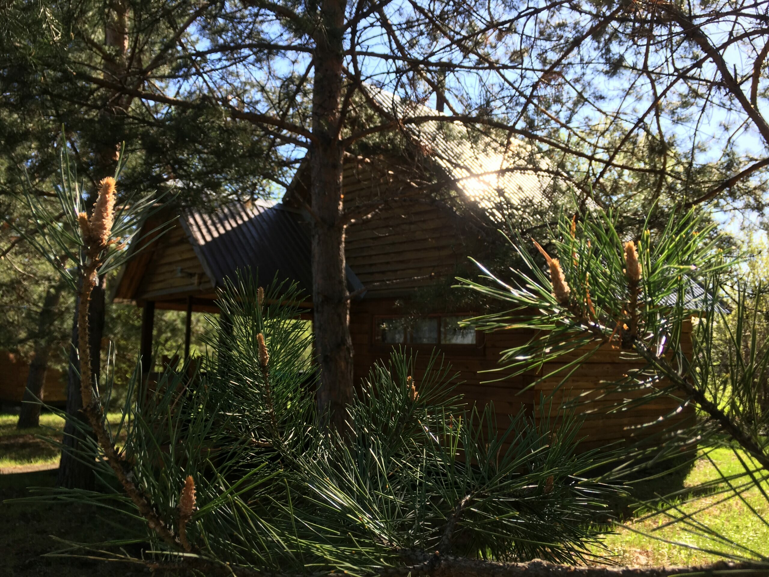 Фото Летний сад