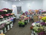 Марифлора (derevnya Vokhrinka, 111/1), flower shop