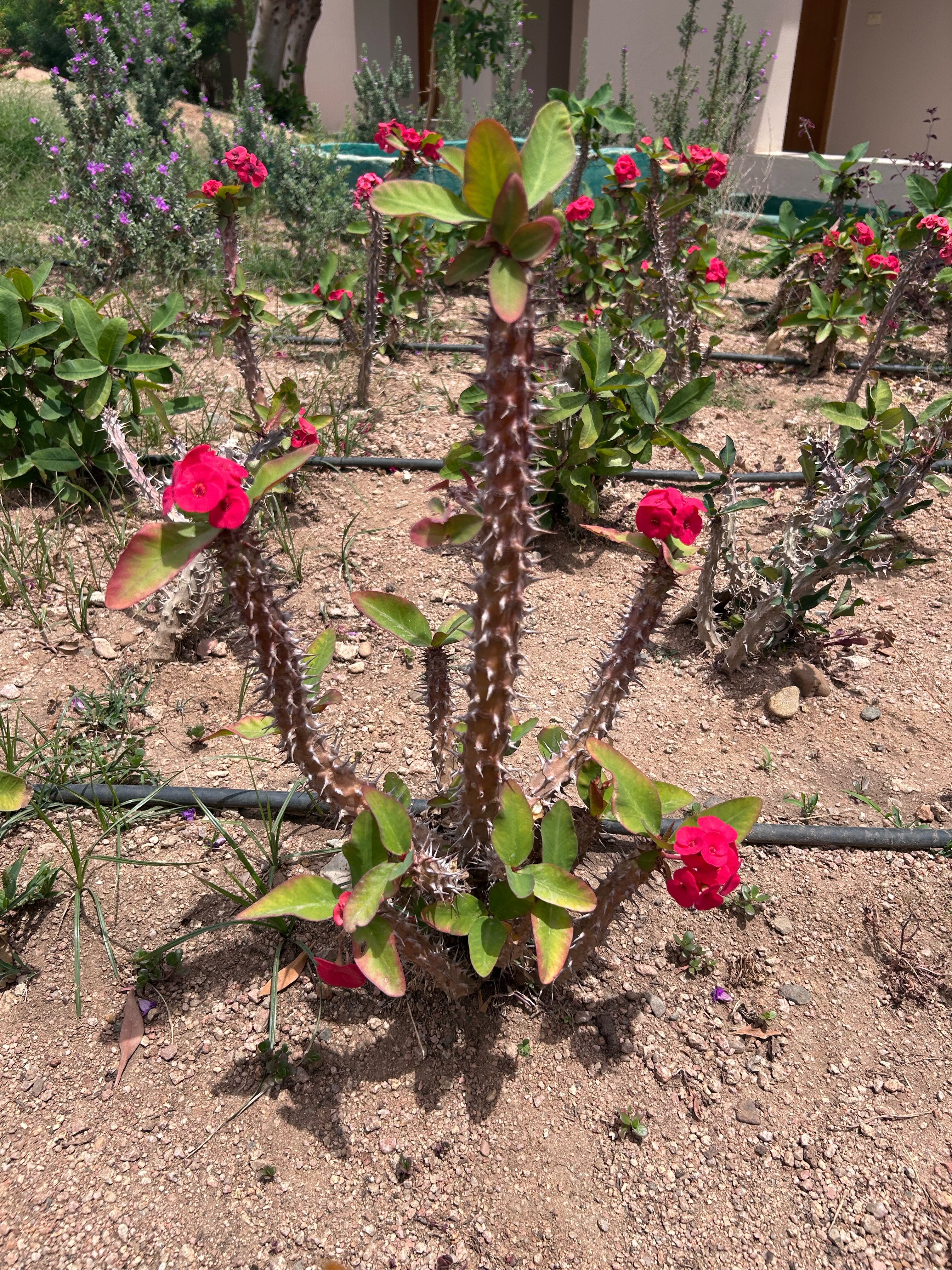 Фото Parrotel Beach Resort