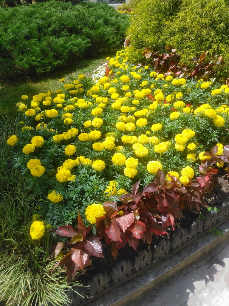 Nature Сад непрерывного цветения, Sochi, photo