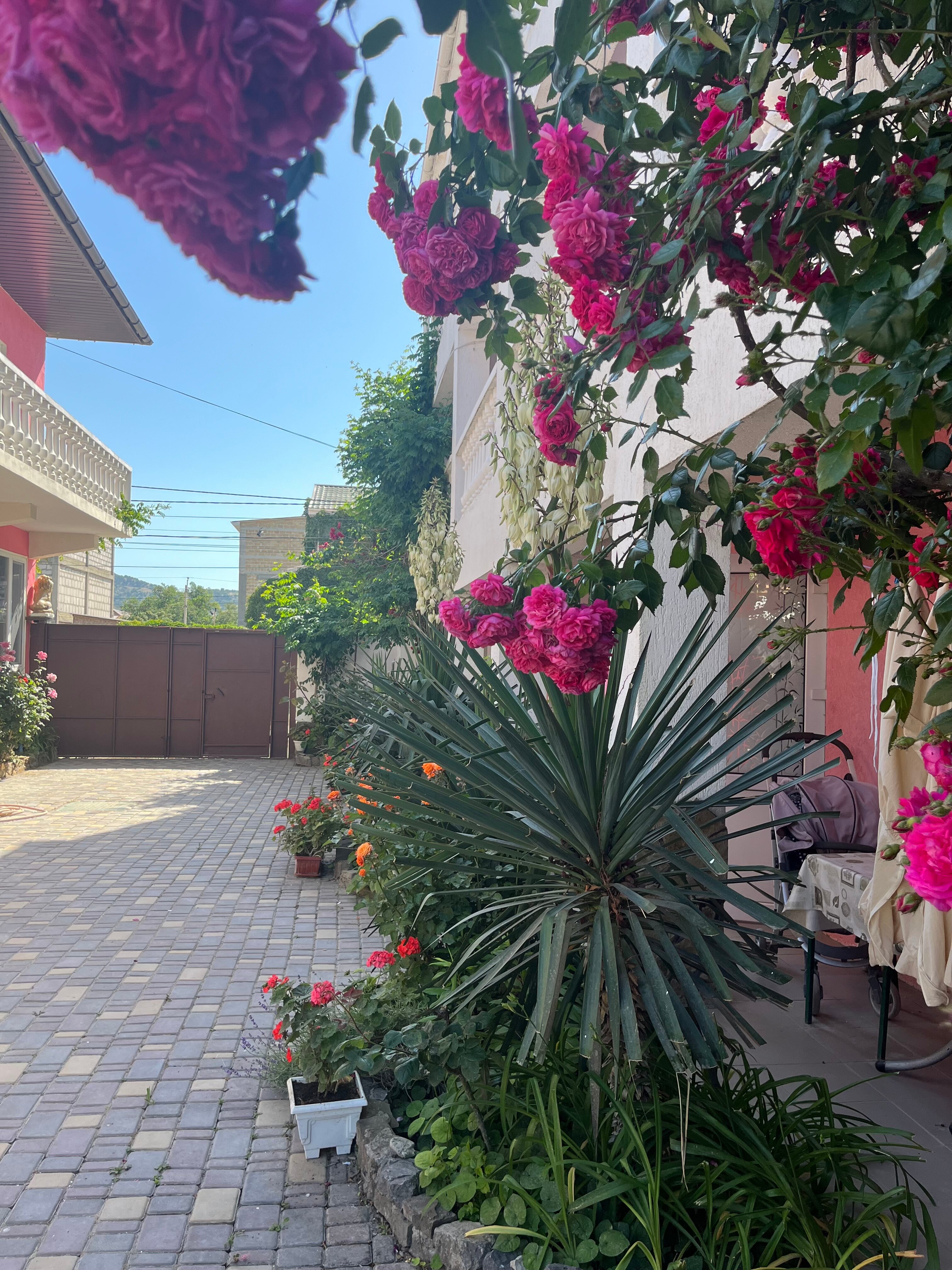 Фото Коралл