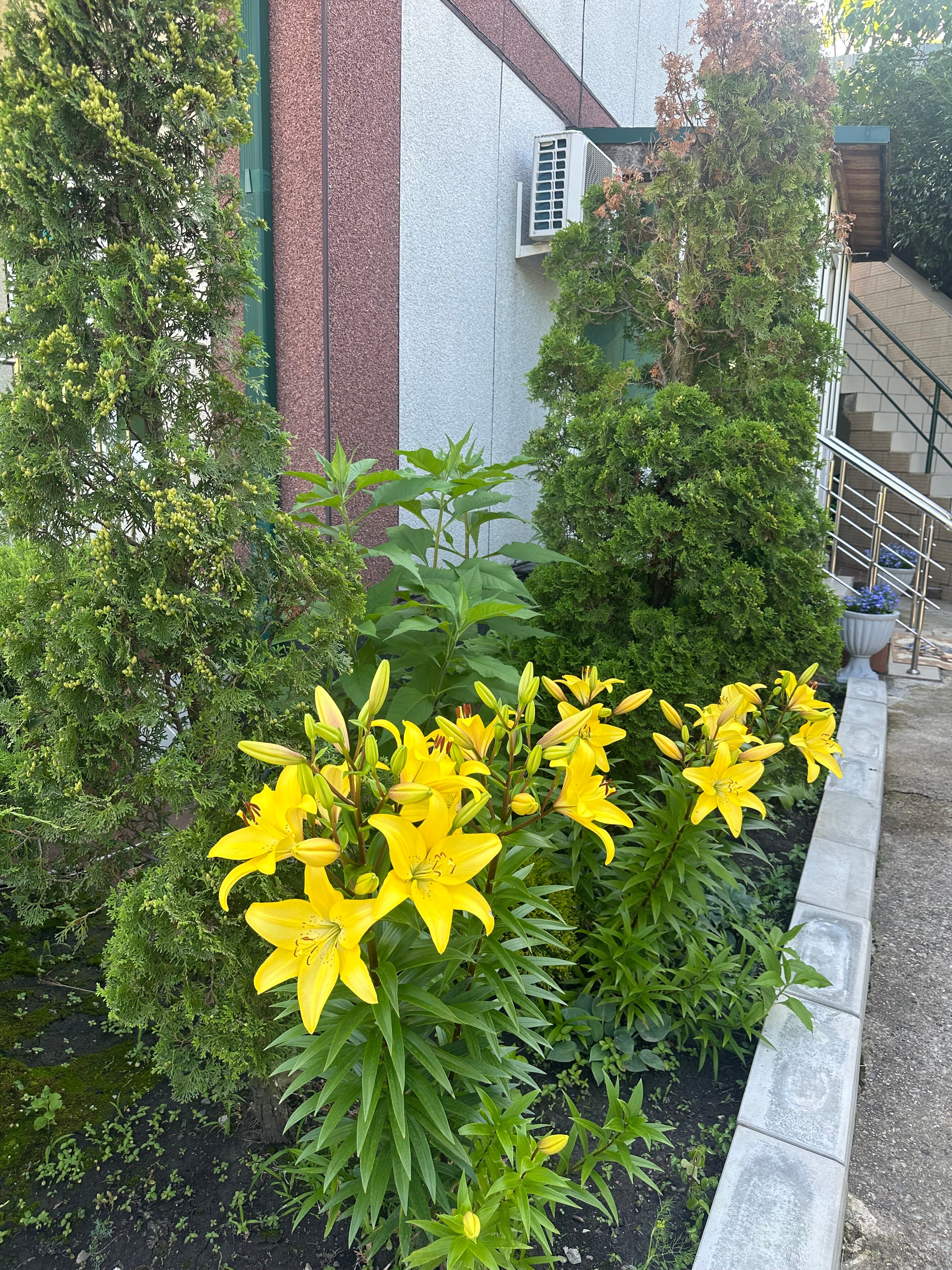 Фото Сибирячка