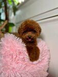 Monica (Kutuzovsky Avenue, 27), pet salon