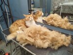 Пес-Босс (Profsoyuznaya Street, 4), pet salon