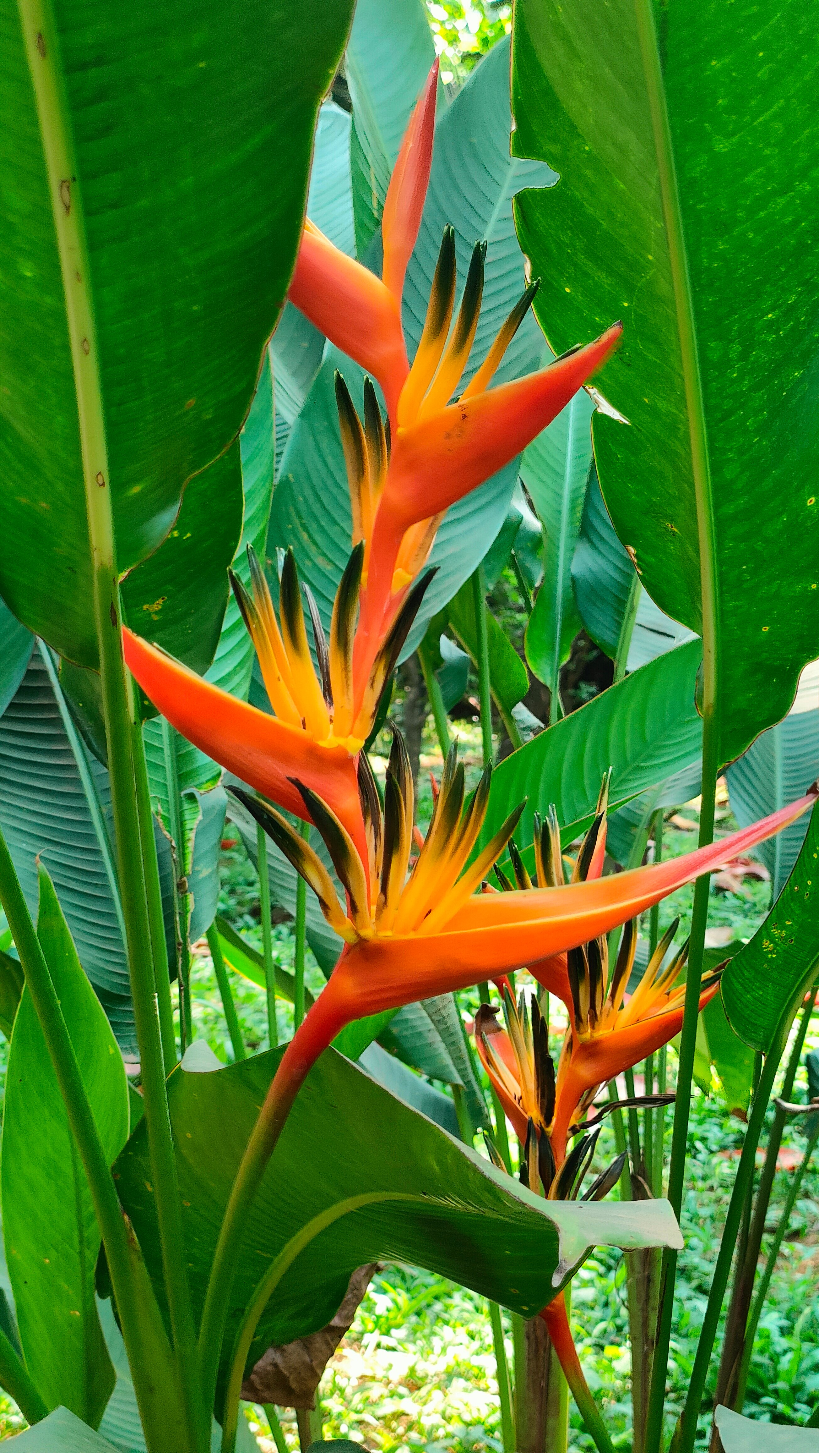 Фото Estrela Do Mar Beach Resort