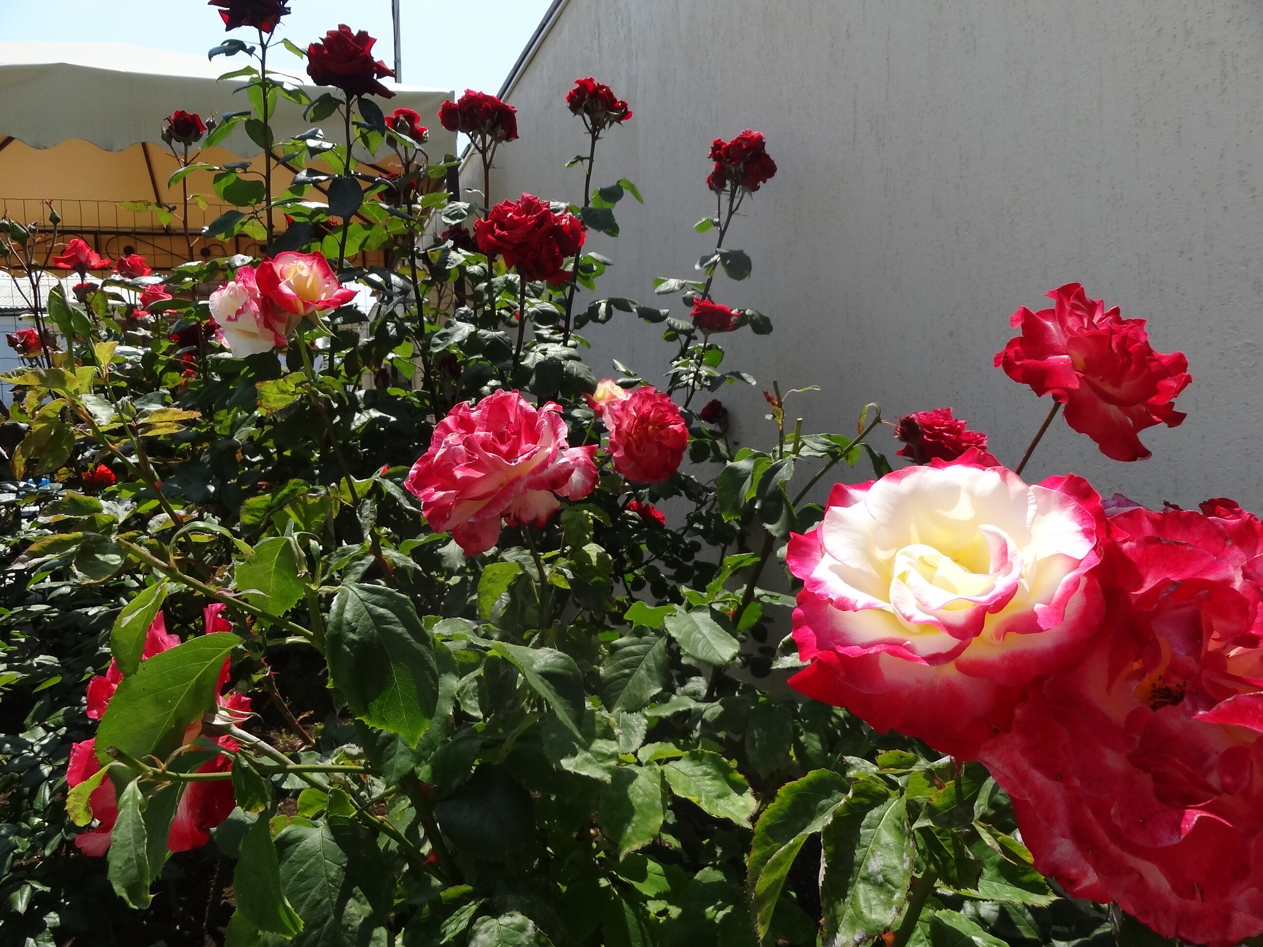 Фото Севастопольская усадьба