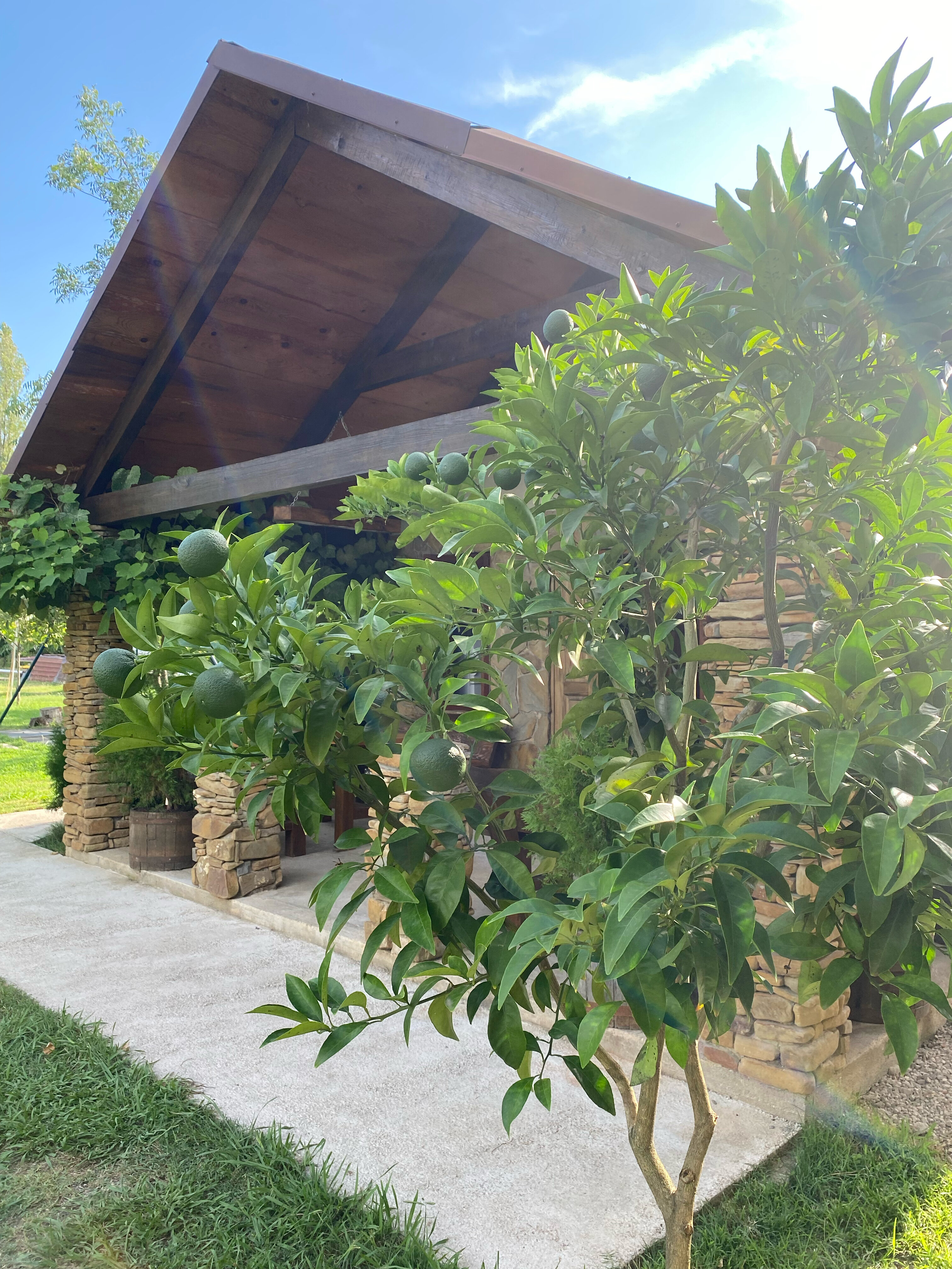 Фото Салангана