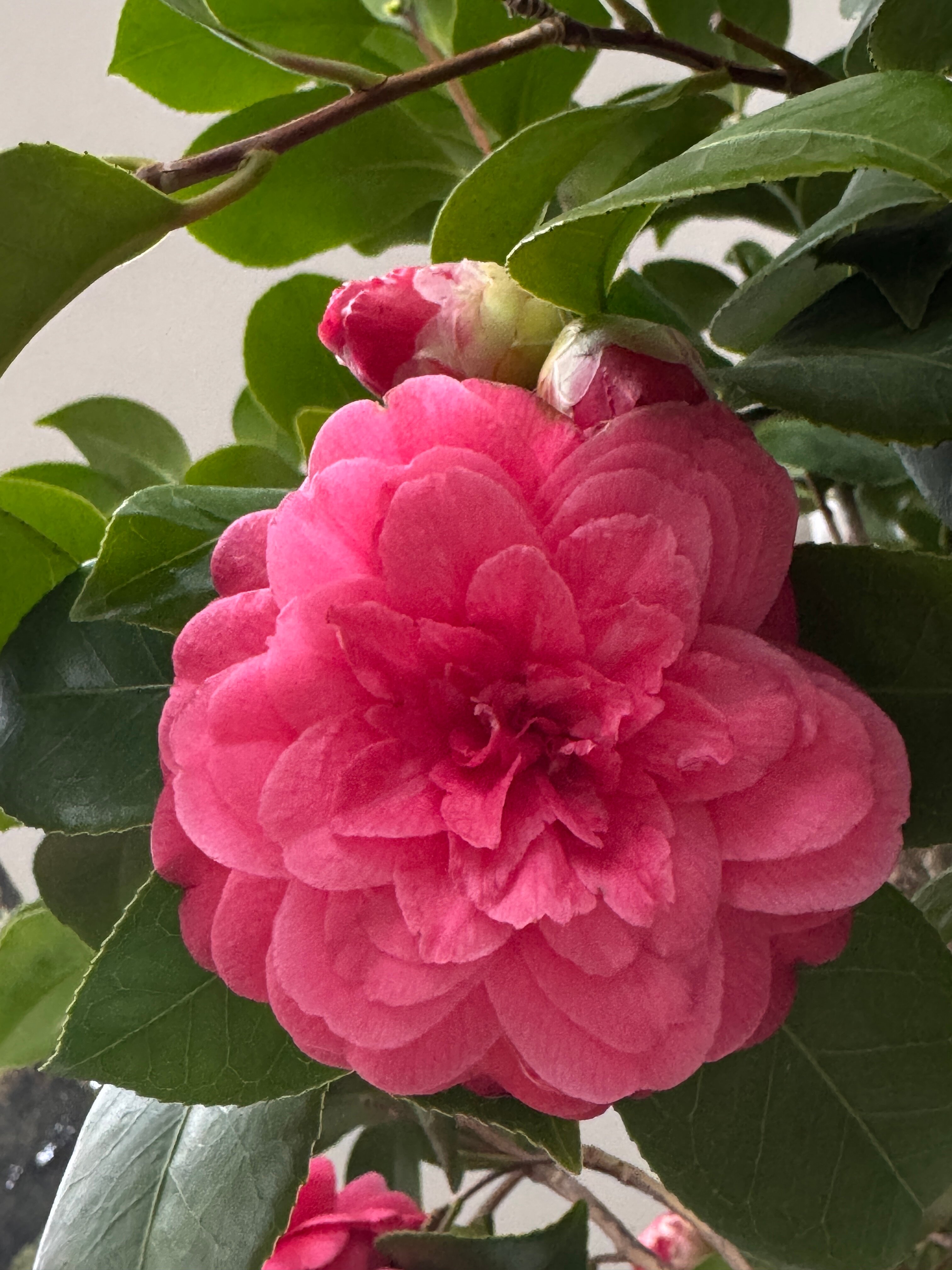 Фото Парк Симеиз