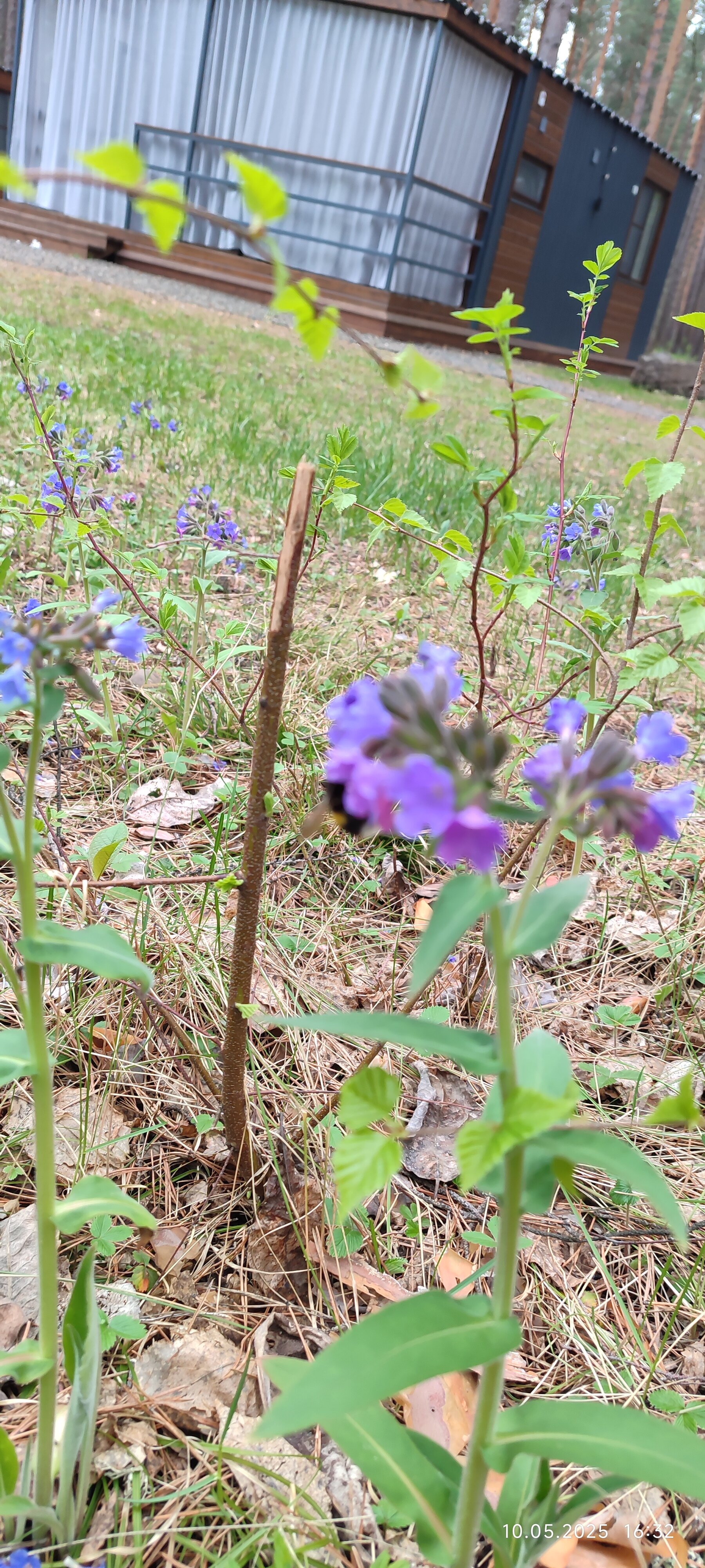 Фото Мишкины Шишки