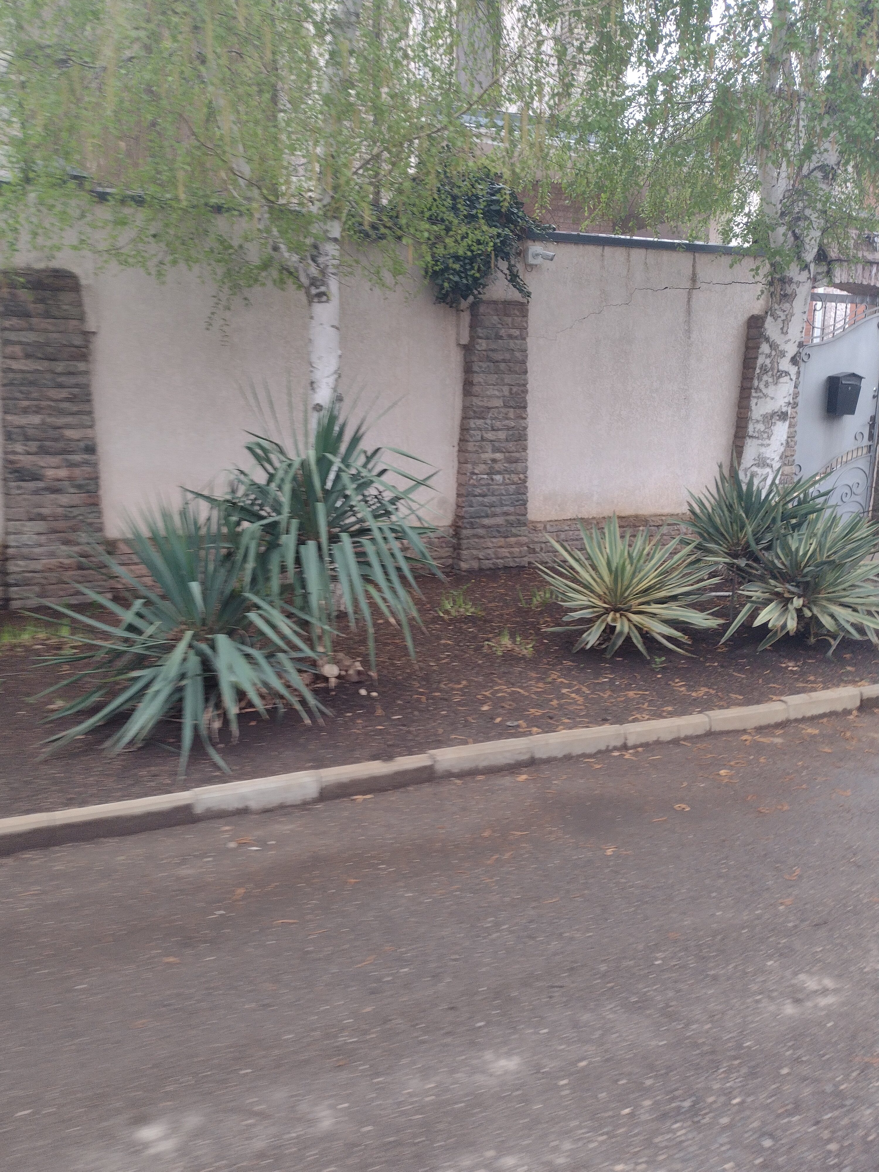 Фото Древо жизни