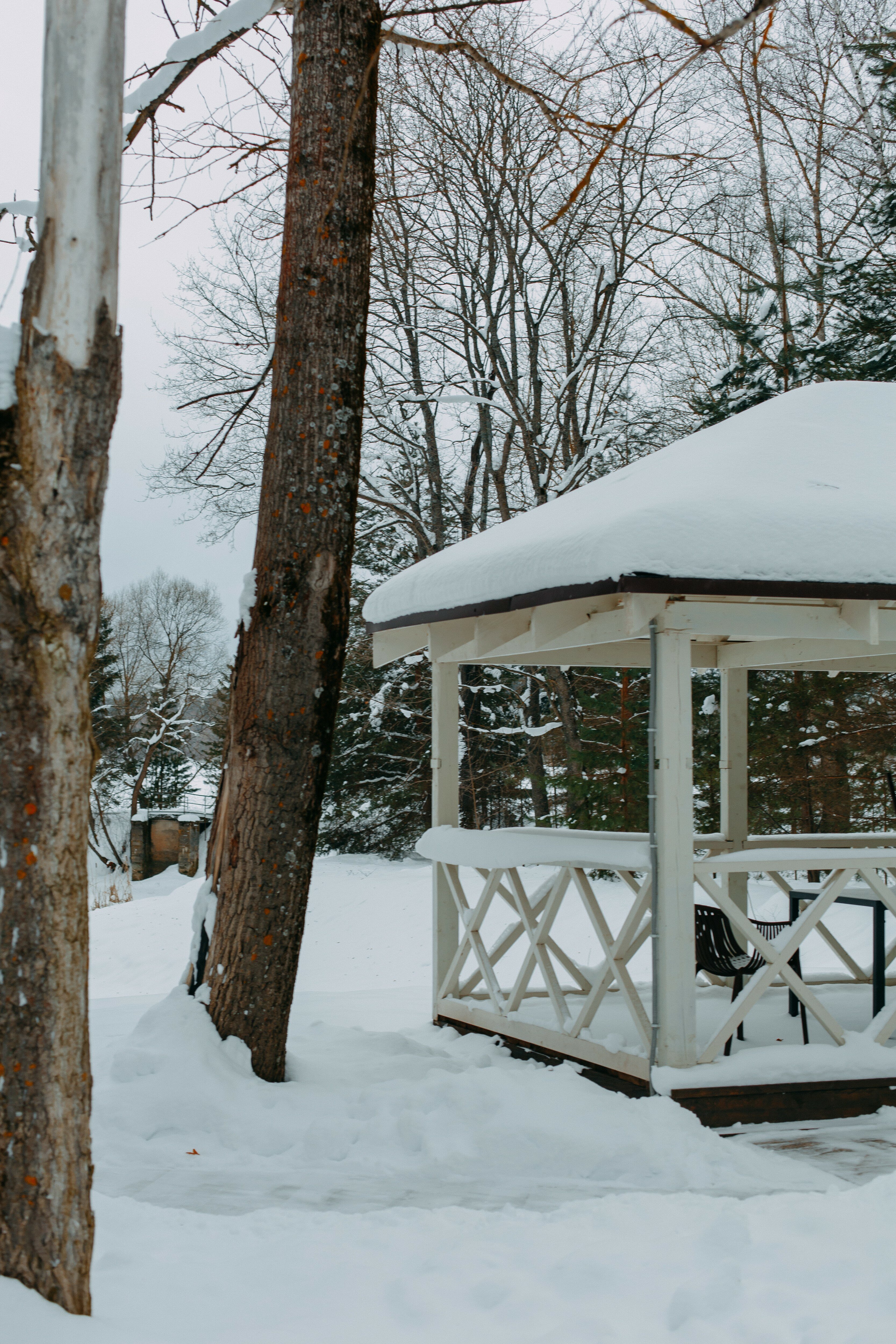 Фото Хвоя Бестужево
