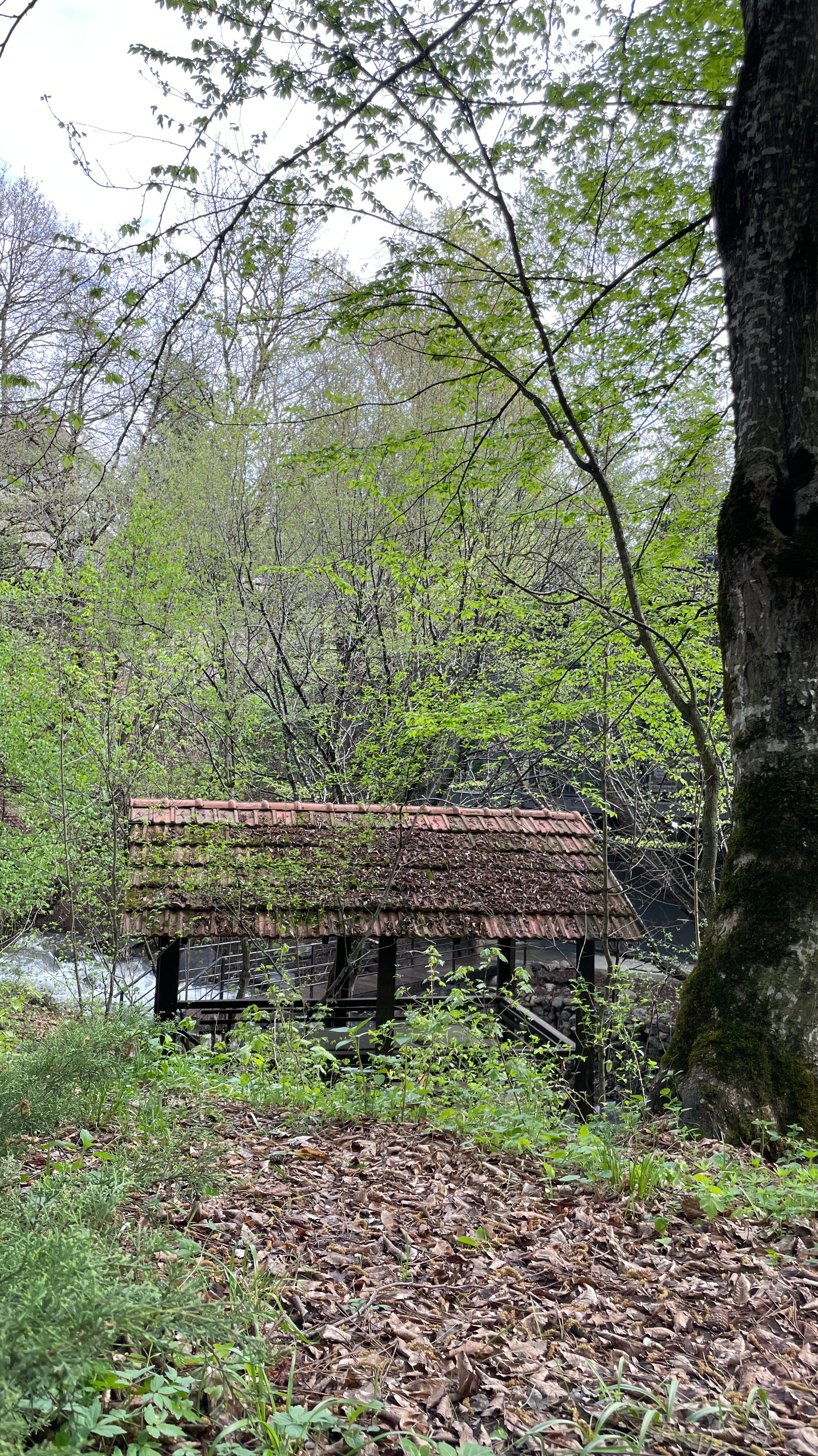 Фото Дилиджазз