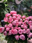Flower shop (Narodnogo Opolcheniya Street, 47к1с1), flower shop