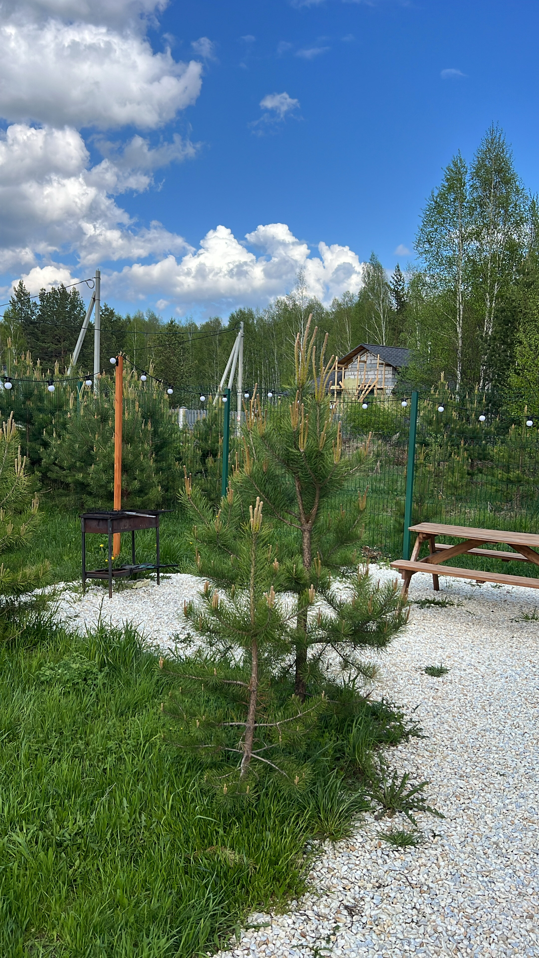 Фото Forest time