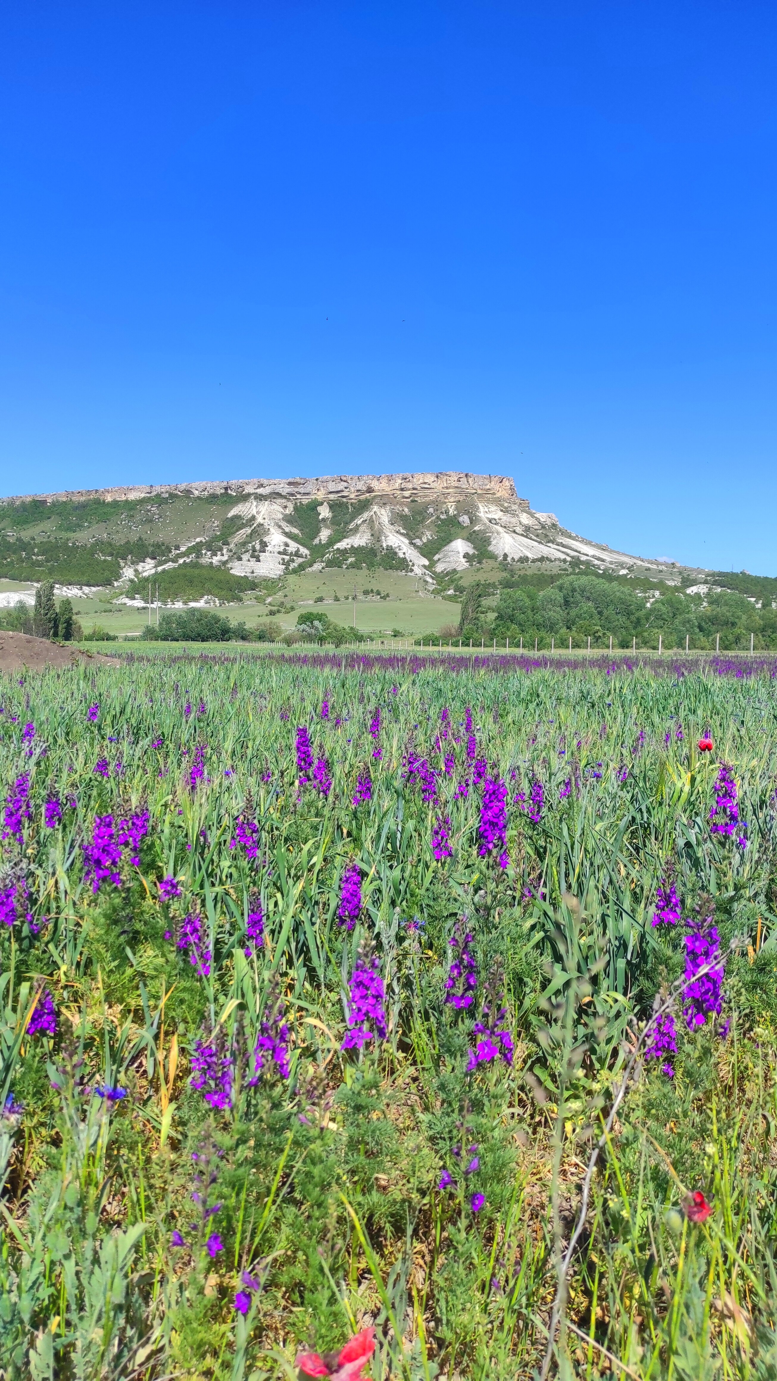 Фото Ковбой