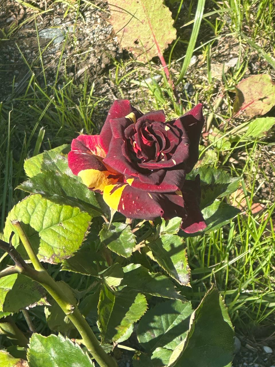 Фото Платан-Paradise