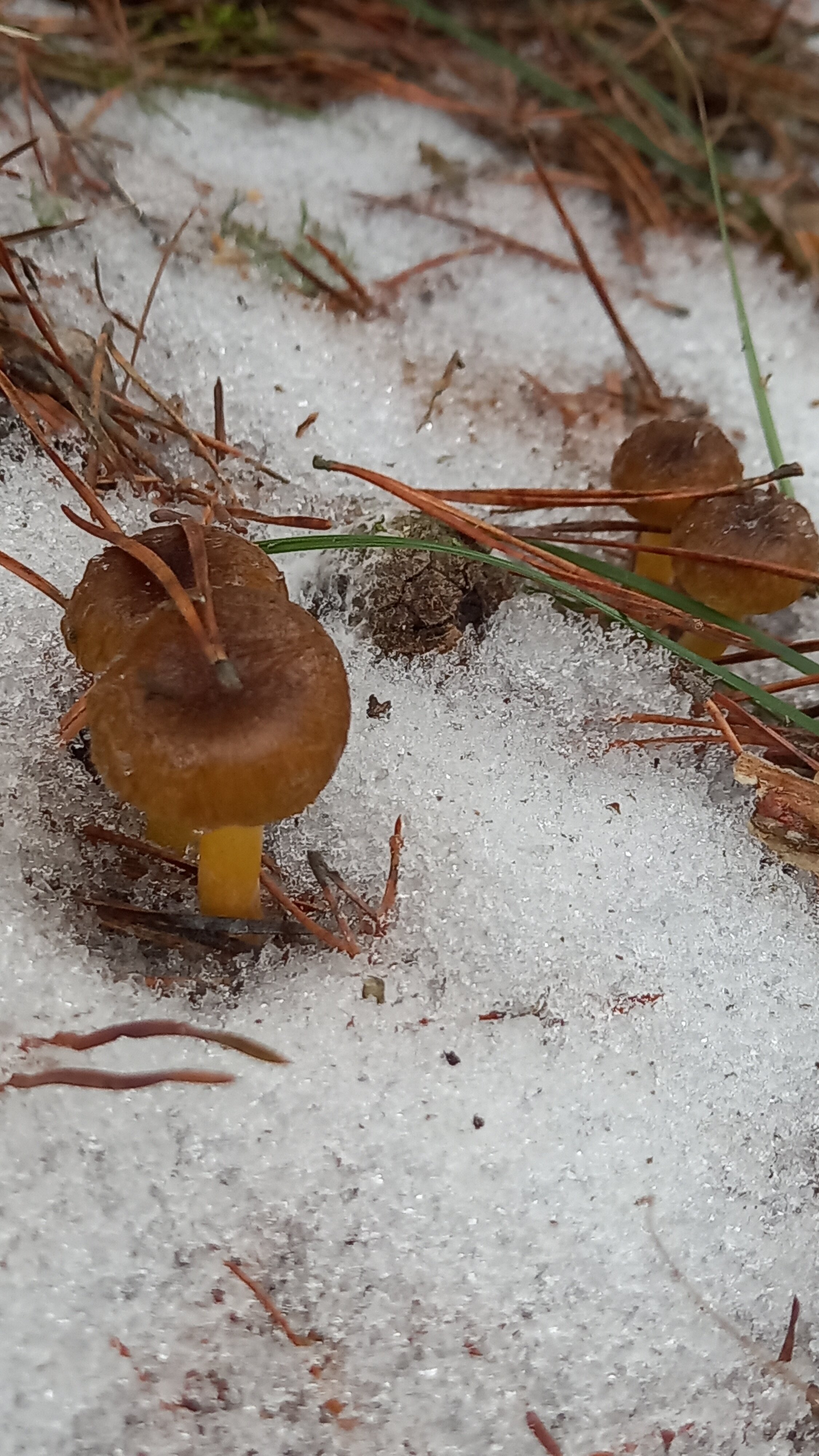 Фото Сумбулово