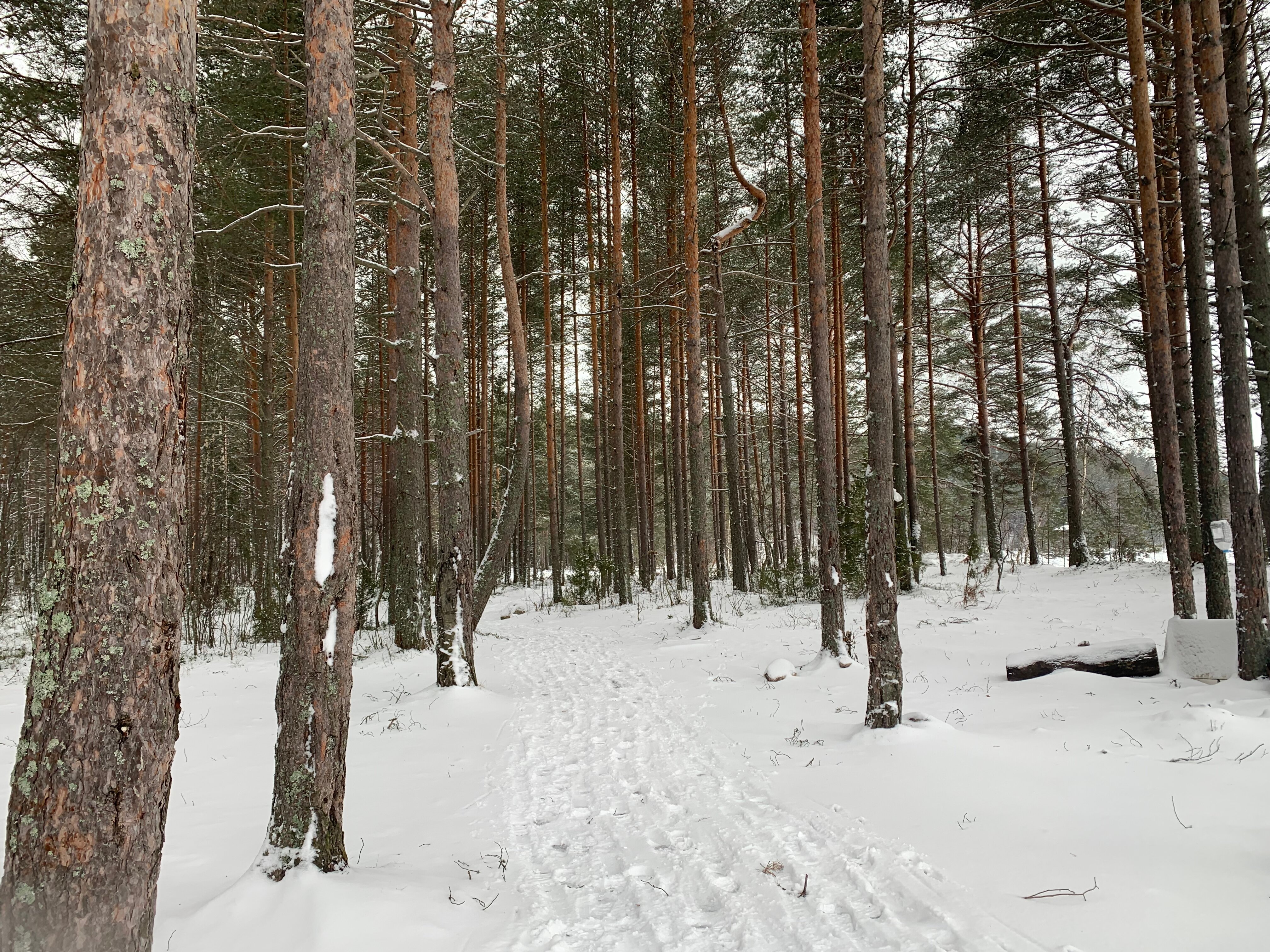 Фото Aldi Karelia