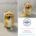 Dog Barber Shop (selo Ilyinskoye, Lenina Street, 11), pet salon