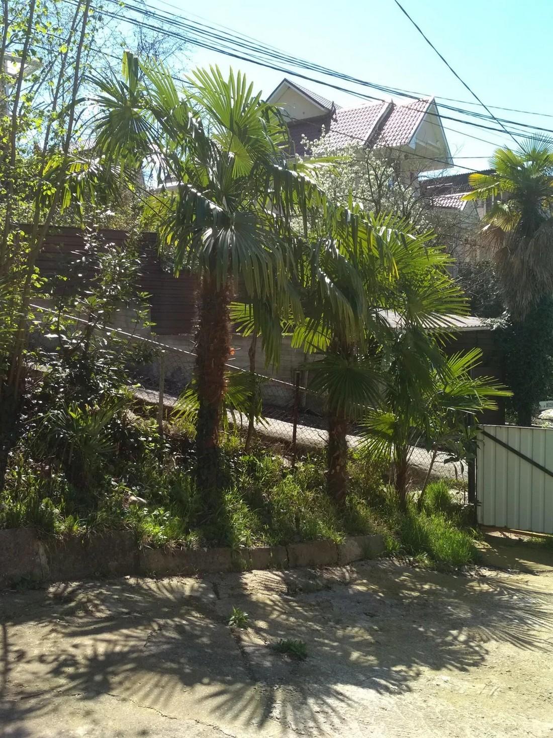 Фото Под пальмой