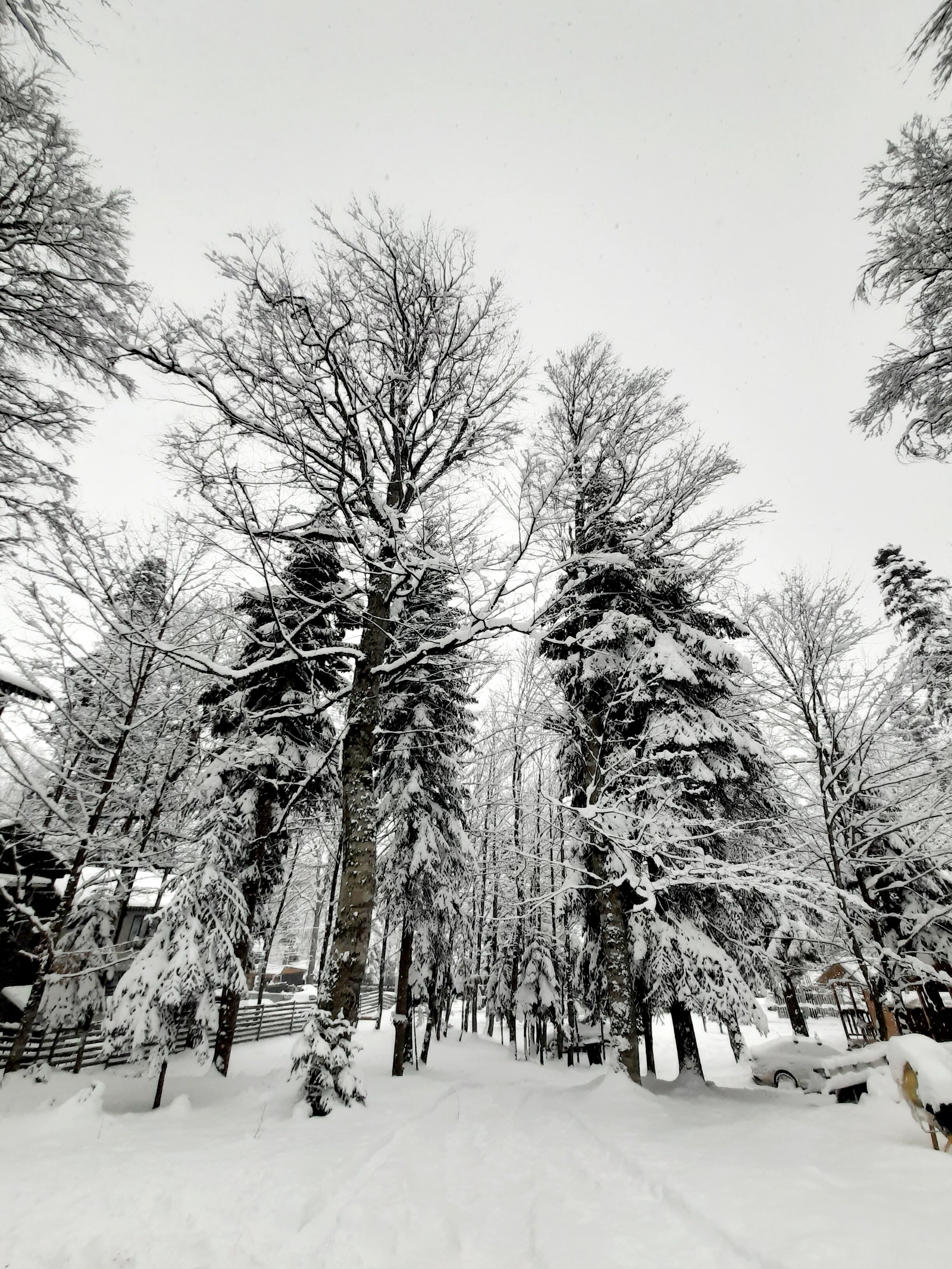 Фото Горная Мята