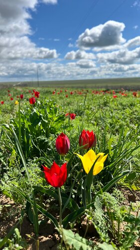 Дом в аренду Калмыцкий Дворик Sansara в Республике Калмыкия