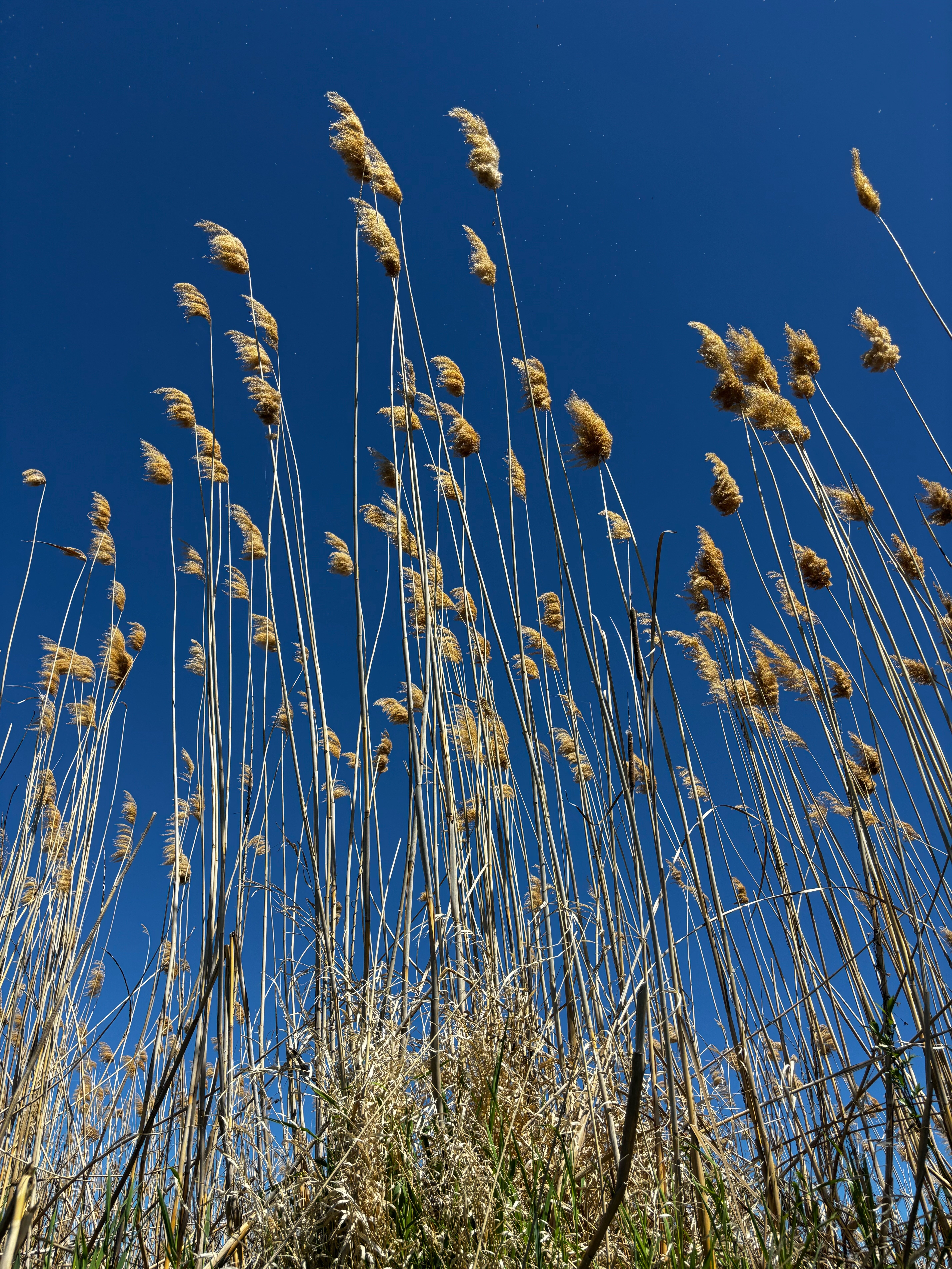 Фото Олигри Fish