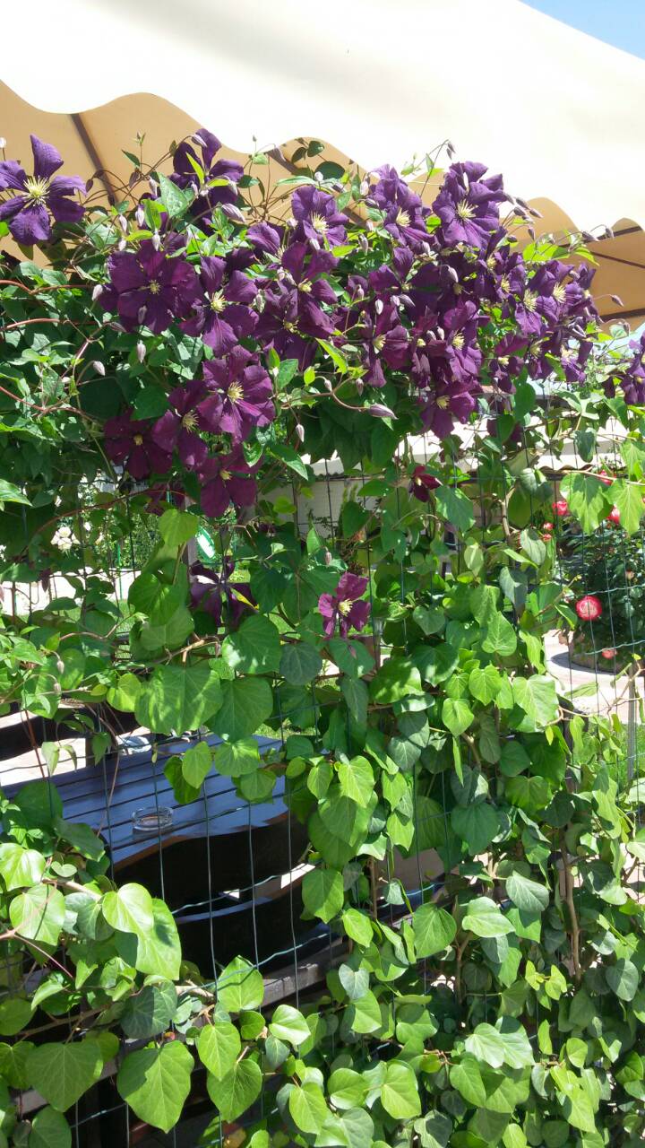 Фото Севастопольская усадьба