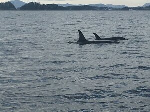 Гостиница Sitka Hotel and Restaurant