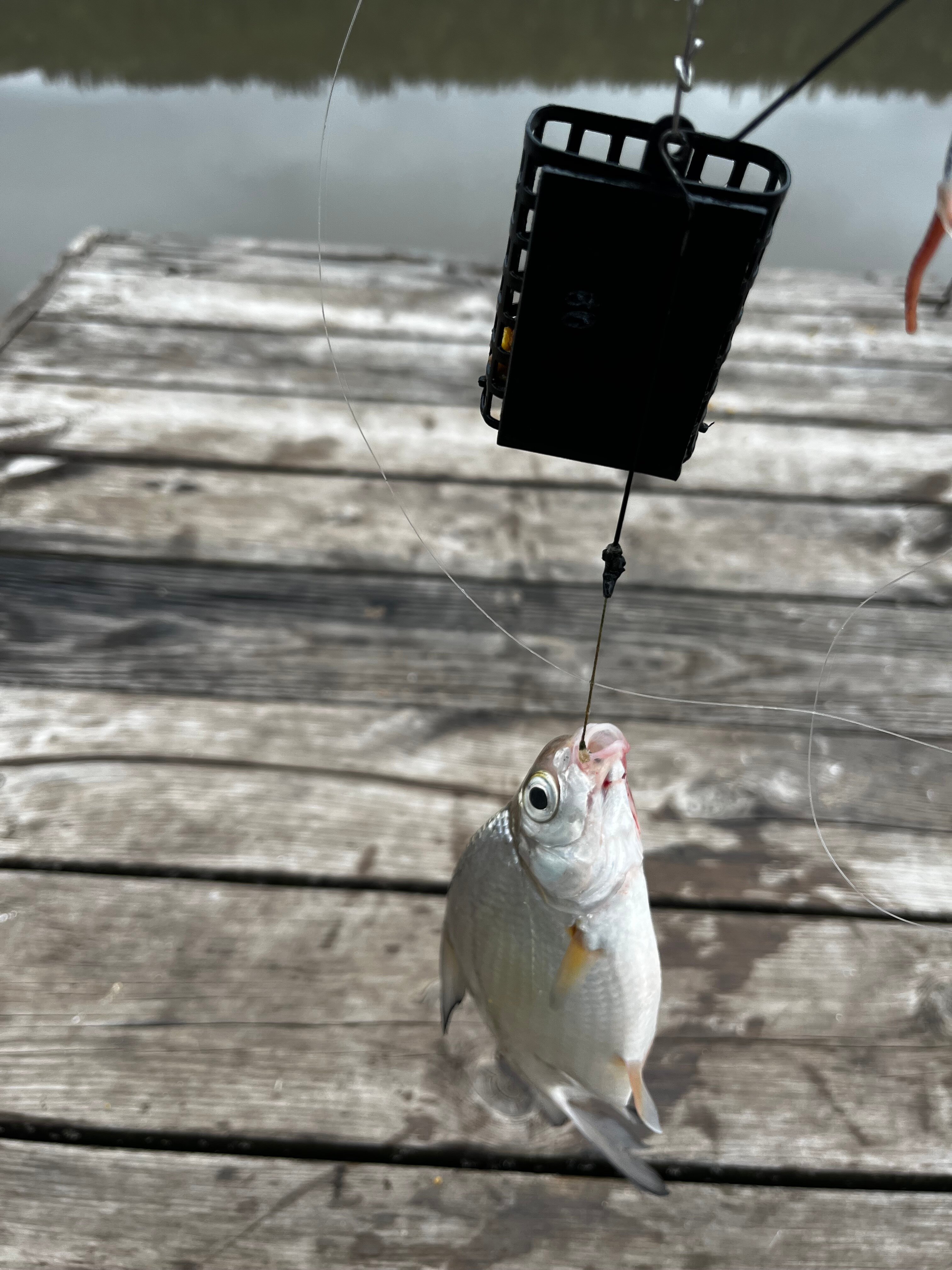 Фото Прилесье