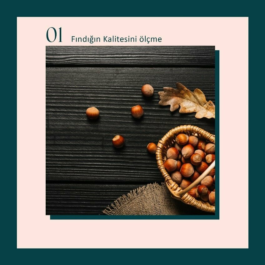 Agricultural enterprise Er Hazelnut, Akcakoca, photo