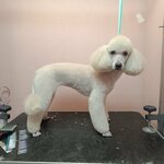 Груминг 360° (mikrorayon Korolyova, 29Ас1), pet salon