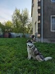 Dobrolap zoohotel (SNT Zarechnoye, 38), pet hotel