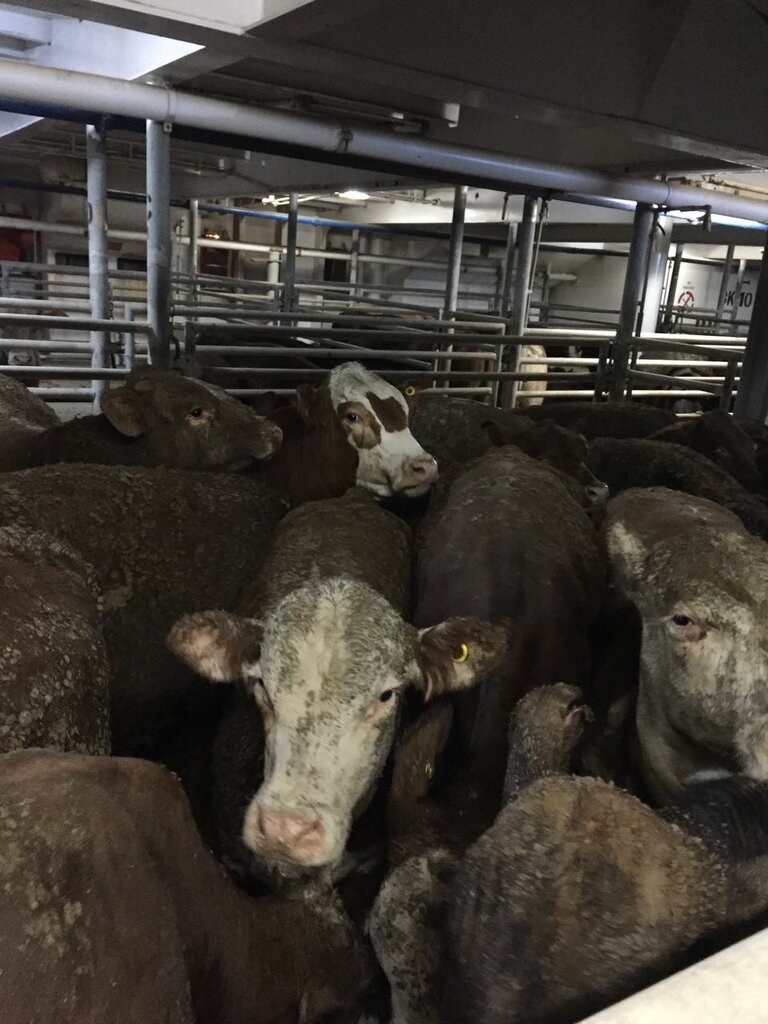 Government ministries, services Kocaeli Veterinary Border Control Point Directorate, Basiskele, photo