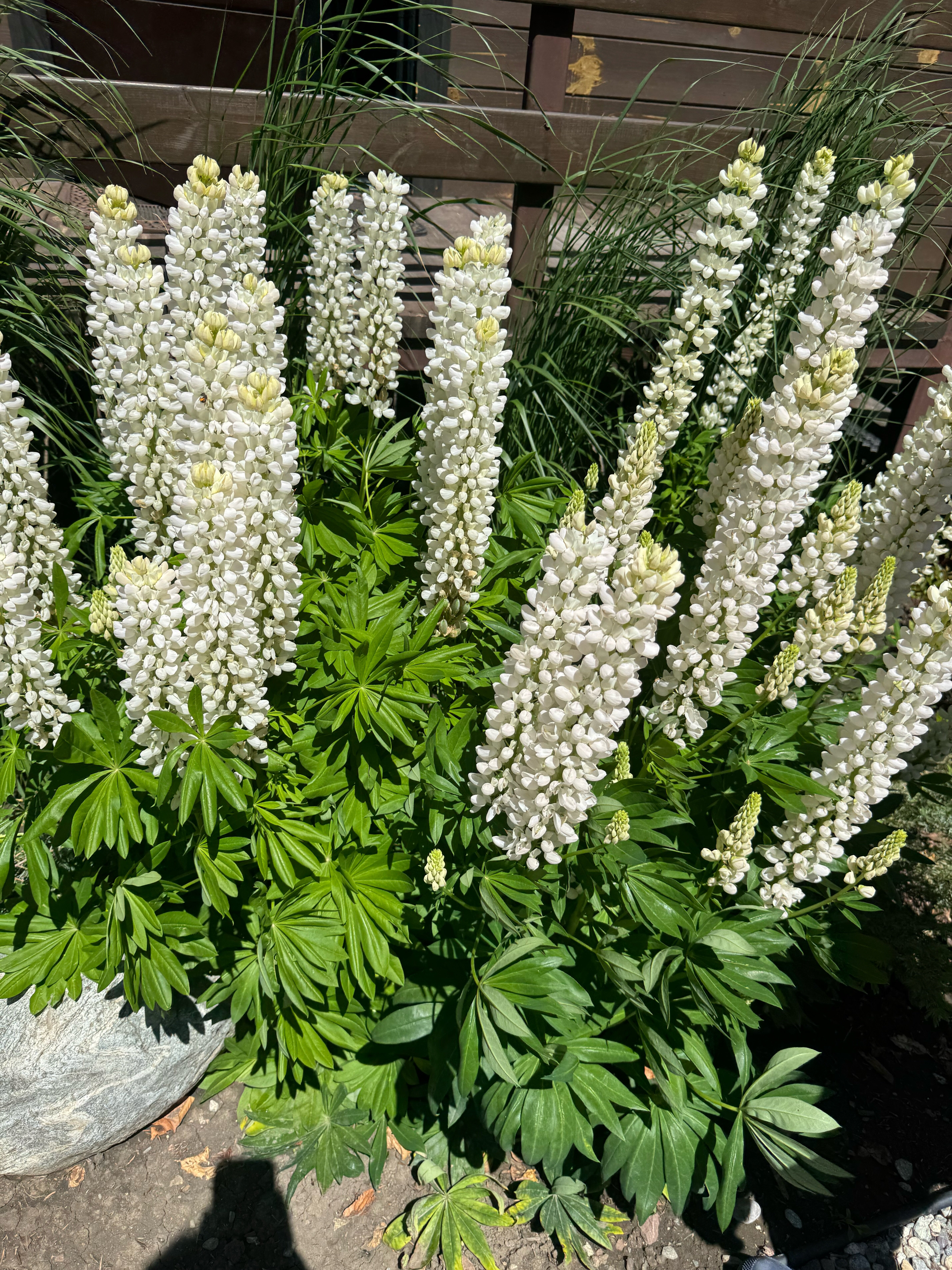 Фото Chalet-Voyage