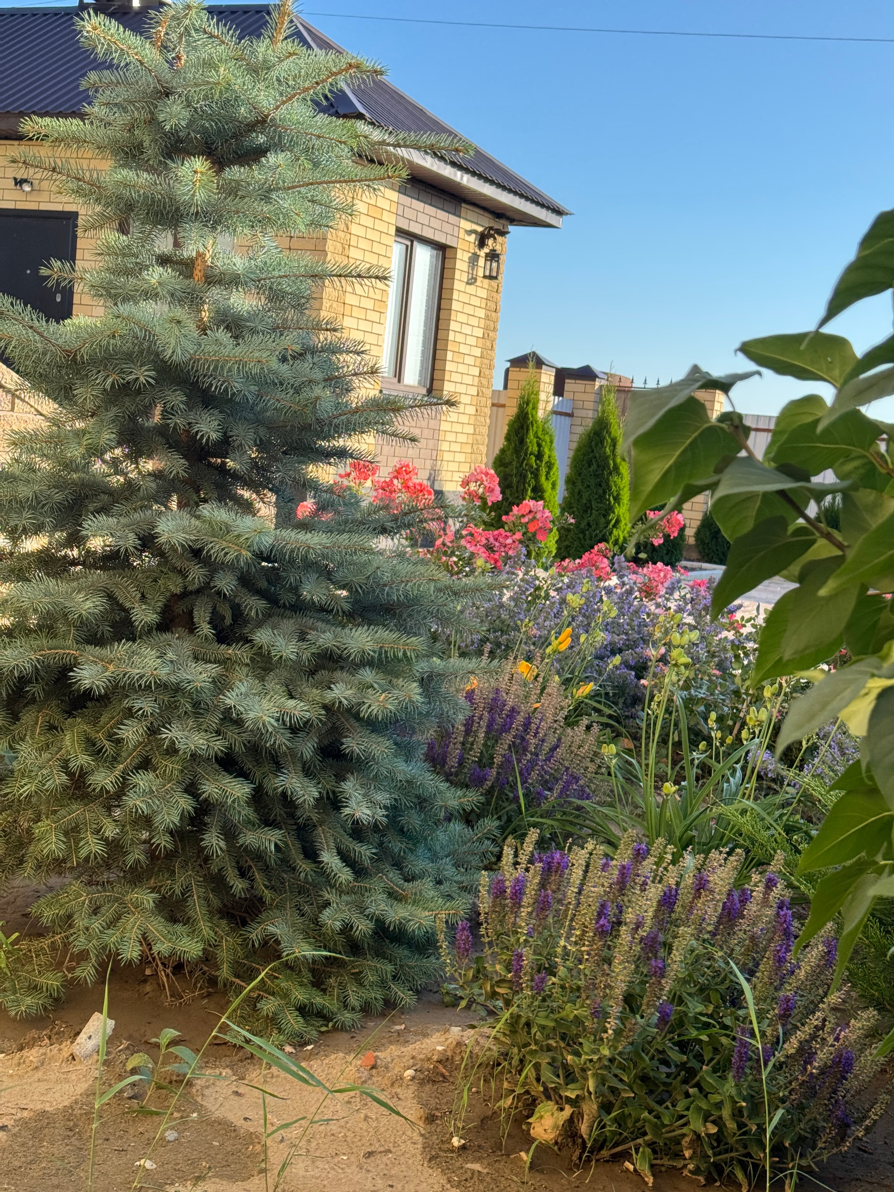 Фото Тополь - Эм