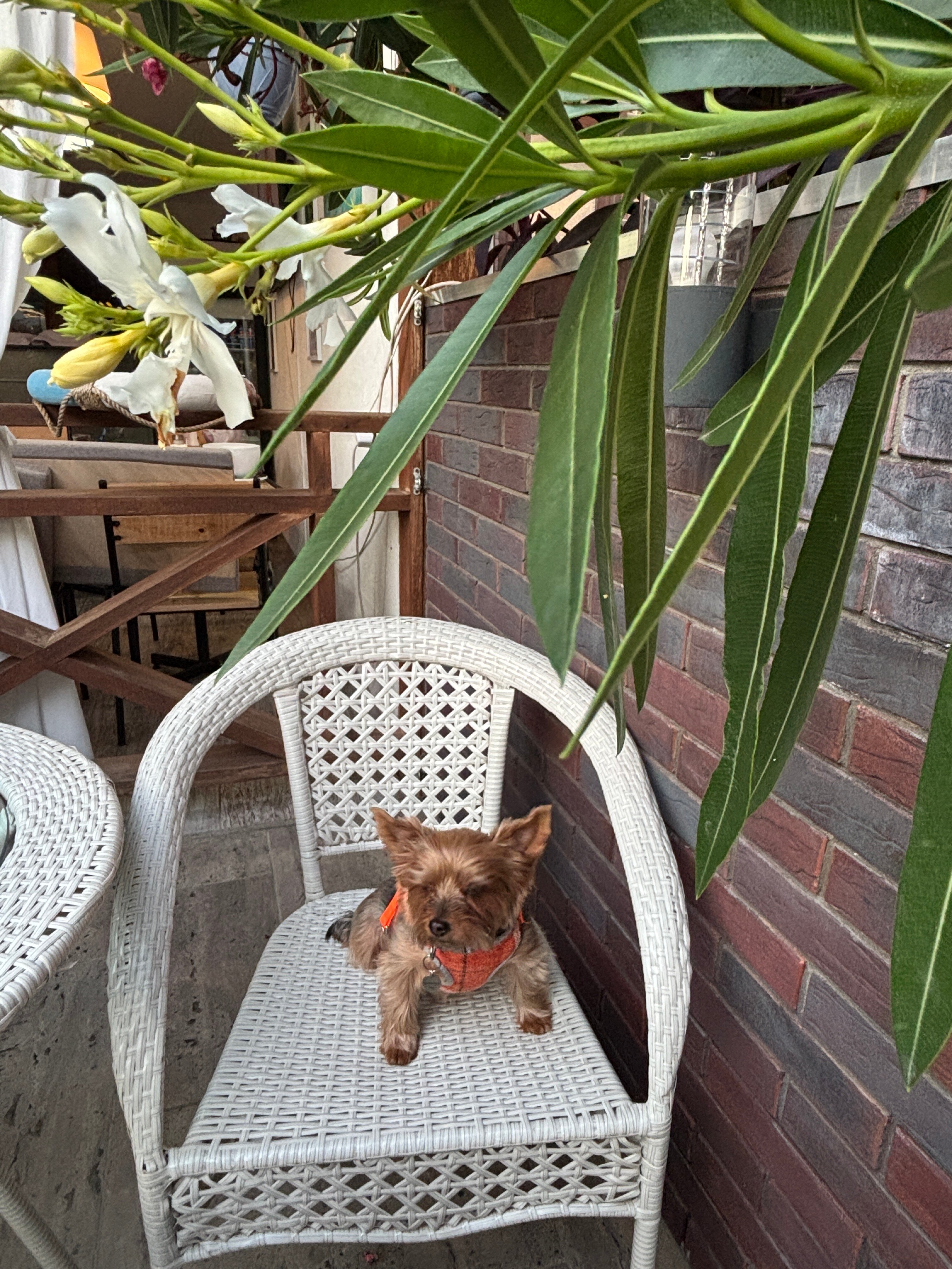 Фото Камбала