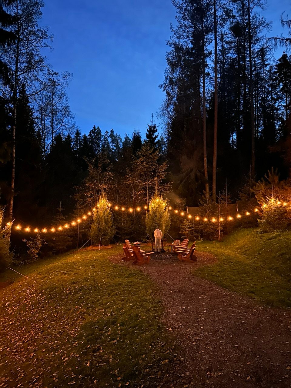 Фото Fox in forest