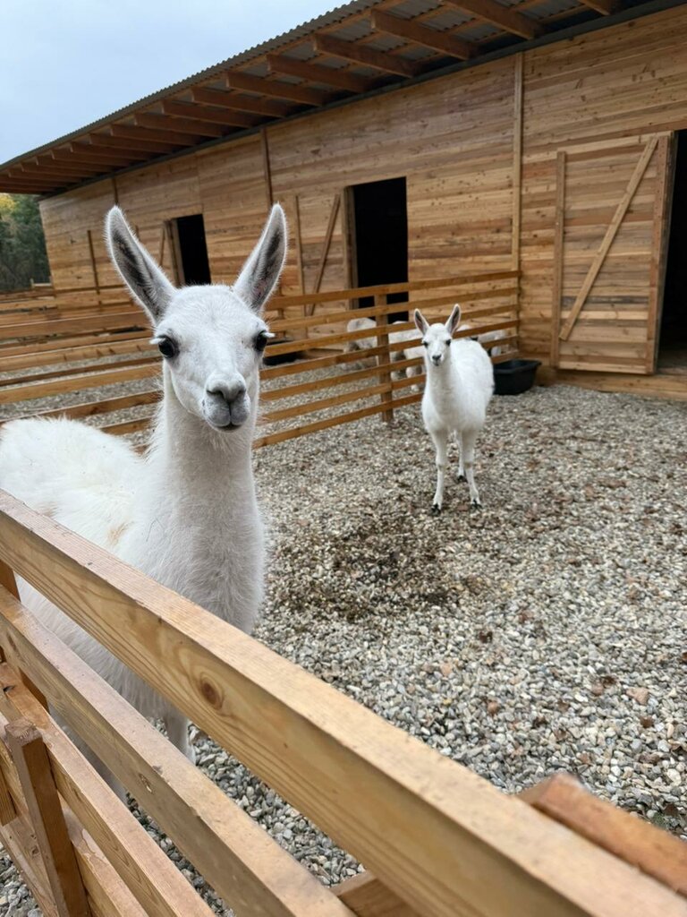 Zoo Эко ферма, Republic of Dagestan, photo