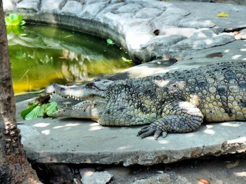 Внешний вид отеля Best Western Plus The Ivywall Hotel Palawan в Пуэрто-Принсесе, фото 5