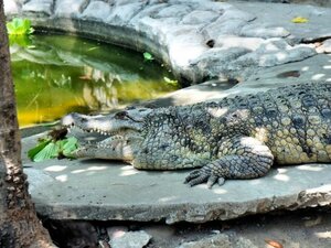 Гостиница Best Western Plus The Ivywall Hotel Palawan